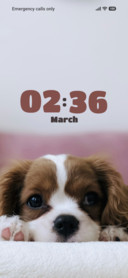 Cute Pup