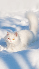 cat in the snow