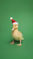 What are the care points for domestic ducks