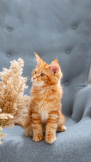 Red Cat Sitting on a Chair