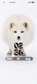 Arctic Fox