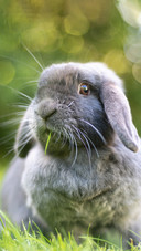 Grey mini drooping rabbit