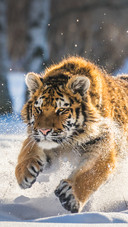 The tiger is running in the snow