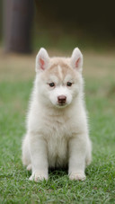 Dog418