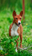 Dog252