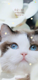 多壁纸可爱猫咪喵G