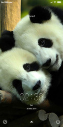 cute PANDA In Designs 