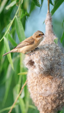 The nesting chinese climbing finch