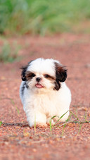 Ways to regulate excessive eye discharge in cats and dogs