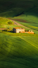 View with cypresses and vineyards