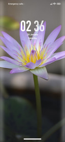 Lotus