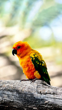 The colorful feathers of parrots will fade