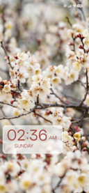 White Flowers