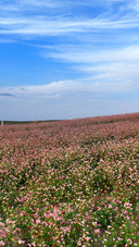 The buckwheat flower fields are in full bloom