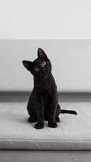 A Black Small Kitten Sitting on Gray Sofa