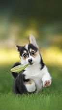 A Funny Welsh Corgi Pembroke Puppy Running on Green Grass