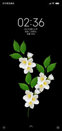 盛开的花朵