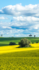 Scenery of canola fields in Australia