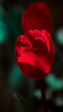 Beautiful flowers