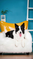 A sloppy dog with two ponytails has become popular