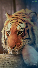  Bengal tiger