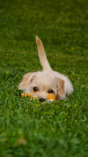 The dog on the grass