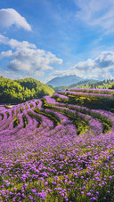 Scenic view of the Upper Village Verbena Flowers