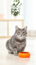 Cat (3)