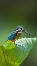 How smooth is the fishing process of kingfishers