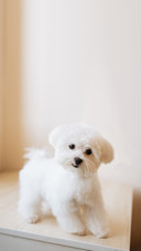 Portrait of a Cute White Long-Haired Maltese