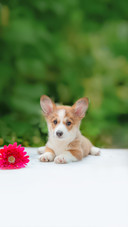 Puppy in Summer on a Background of Flowers