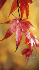 Multiple shooting methods for a leaf 0