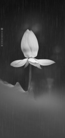 夏·雨·荷