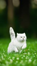 A British Shorthair Cat Running in Summer