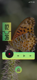 ButterFly2