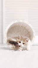 A Small Kitten Lying In A White Basket