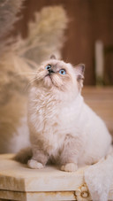 高颜值猫咪大盘点