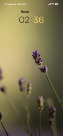 Lavender