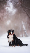 A Cute Bernese Mountain Dog Sitting in a Deep Snowdrift