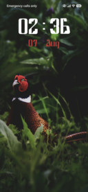 Pheasant