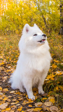 Dog (5)