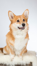 Dog322