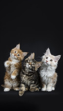 猫中“贵族” 