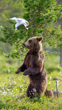 Lovely Brown Bear And Bird