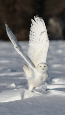 A White Owl on The Snow