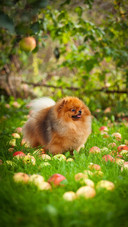 Dog192