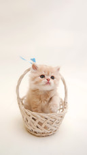 A Small Cat Sitting in the Basket