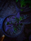 Dreamy Plant