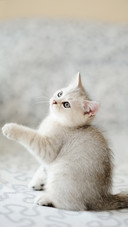 猫咪吐舌头的真相