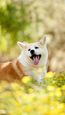 Cute akita dogs 2